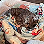 cat, tabby_cat, sleeping, blanket, fleece, patterned_blanket, cozy, indoor, couch, furniture, pet, animal, fur, resting, relaxed, tail, ears, whiskers, home, wood_floor