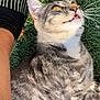 Haze joined the competition — help win amazing prizes! cat, tabby, grass, outdoor, pet, animal, tongue_out, yellow_eyes, fur, whiskers, ear, person_leg, sock, striped_sock, relaxed, sunlight, closeup, nature, companion, playful