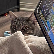 Haze joined the competition — help win amazing prizes! cat, tabby, blanket, tablet, indoor, curious, peeking, ears, soft_texture, floor, wood_floor, technology, device, screen, home, cozy, pet, animal, feline, closeup