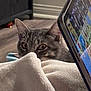 cat, tabby, blanket, tablet, indoor, curious, peeking, ears, soft_texture, floor, wood_floor, technology, device, screen, home, cozy, pet, animal, feline, closeup