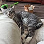 Haze is registered to the contest to win money with this photo: cat, gray_tabby, sleeping, resting, cushion, indoor, wooden_floor, cardboard_box, cabinet, toy, cozy, pet, feline, relaxed, paw, whiskers, home, comfort, nap, fur