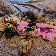 Téthys participe au concours pour gagner de l'argent avec cette photo : animal, cat, comfort, couch, cozy, cute, fur, indoor, kitten, paws, pet, pink, plush_toy, relaxing, resting, sleeping, snuggling, soft, tabby, whiskers