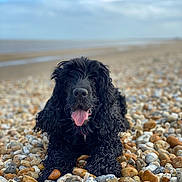 Lola joined the competition — help win amazing prizes! dog, black_dog, curly_fur, tongue_out, beach, pebble_beach, sea, sky, cloudy, outdoor, animal, pet, lying_down, nature, water, coast, summer, relaxation, happy, closeup