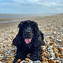 dog, black_dog, curly_fur, tongue_out, beach, pebble_beach, sea, sky, cloudy, outdoor, animal, pet, lying_down, nature, water, coast, summer, relaxation, happy, closeup
