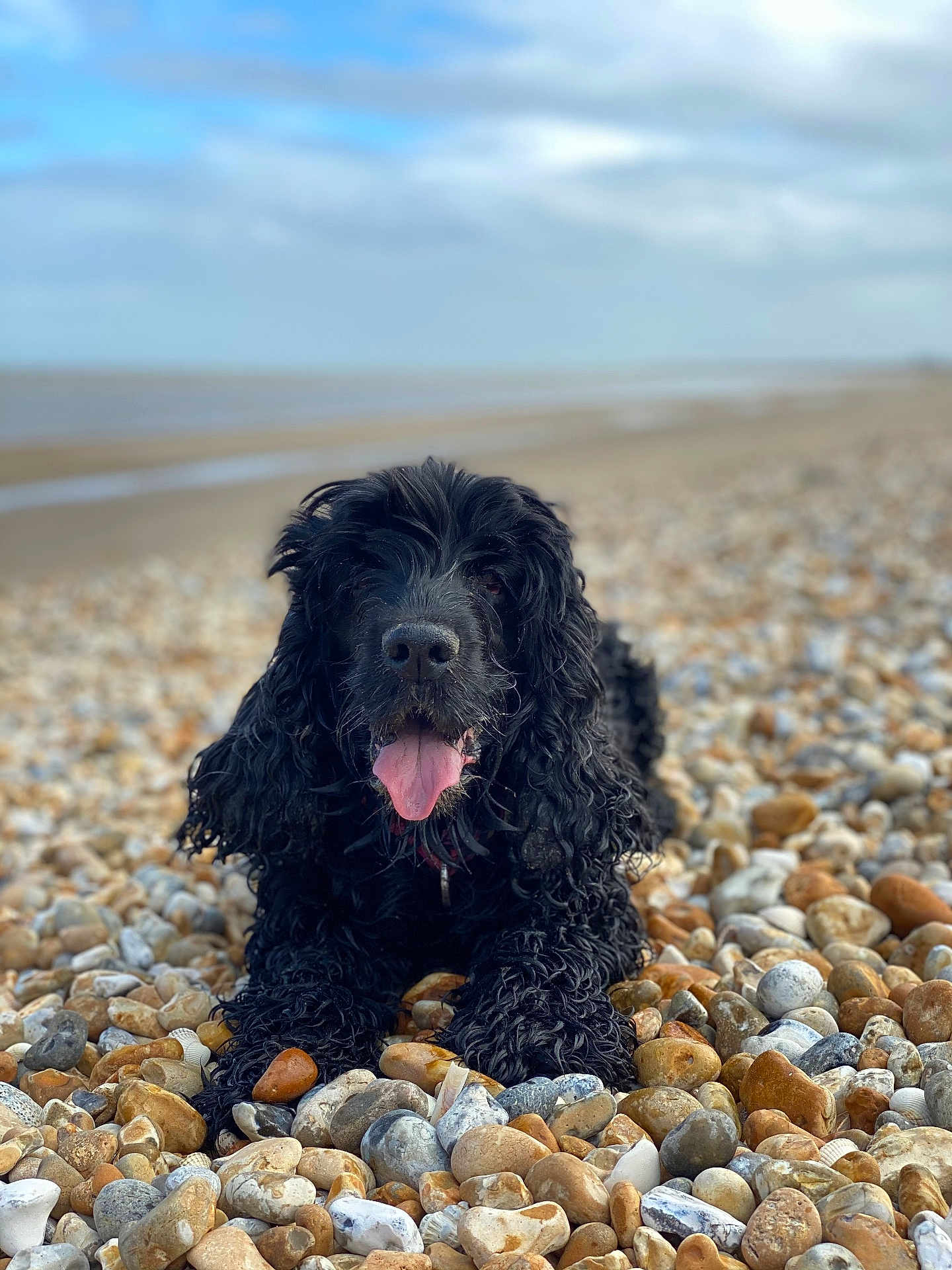 Lola joined the competition — help win amazing prizes! dog, black_dog, curly_fur, tongue_out, beach, pebble_beach, sea, sky, cloudy, outdoor, animal, pet, lying_down, nature, water, coast, summer, relaxation, happy, closeup