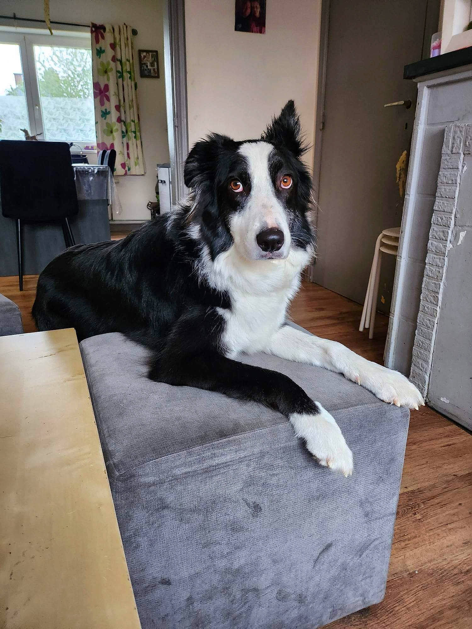 Rocco a rejoint le concours — aidez-le/la à gagner de superbes lots ! canidae, carnivore, chair, companion_dog, curtain, dog, dog_breed, dog_supply, door, floor, flooring, fur, hardwood, herding_dog, snout, sporting_group, window, wood, working_animal, working_dog