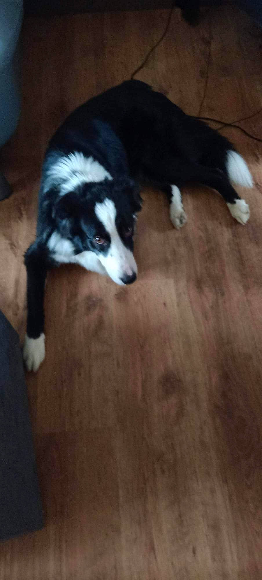 Rocco a rejoint le concours — aidez-le/la à gagner de superbes lots ! carnivore, companion_dog, dog, dog_breed, floor, flooring, fur, hardwood, herding_dog, laminate_flooring, sporting_group, terrestrial_animal, wood, wood_flooring, wood_stain, working_animal, working_dog