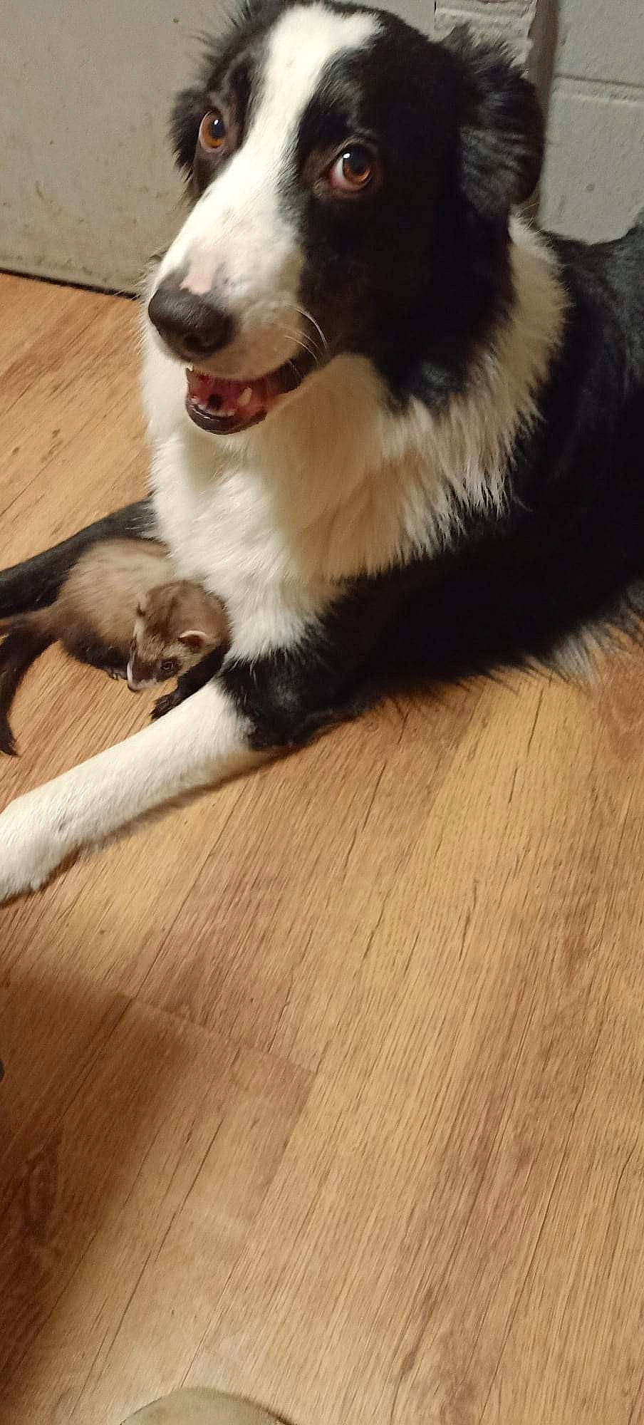 Rocco participe au concours pour gagner de l'argent avec cette photo : canidae, carnivore, companion_dog, dog, dog_breed, fang, felidae, flooring, foot, fur, hardwood, laminate_flooring, paw, small_to_medium_sized_cats, snout, sporting_group, tail, terrestrial_animal, whiskers, wood