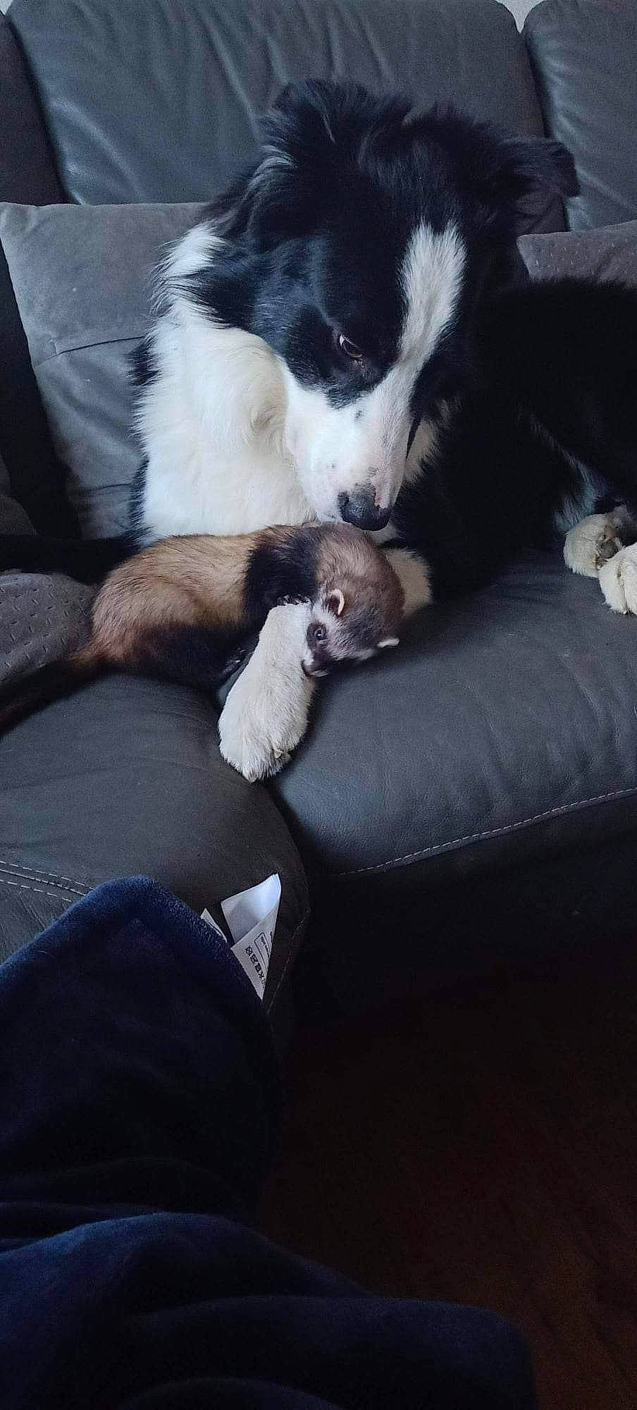 Rocco participe au concours pour gagner de l'argent avec cette photo : canidae, carnivore, cloud, comfort, companion_dog, couch, dog, dog_breed, felidae, fur, human_leg, paw, puppy, puppy_love, sky, small_to_medium_sized_cats, snout, sporting_group, tail, whiskers