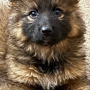 Hei joined the competition — help win amazing prizes! puppy, dog, german_shepherd, fluffy, fur, close_up, portrait, animal, pet, cute, young, brown, black, eyes, nose, ears, indoor, carpet, face, adorable