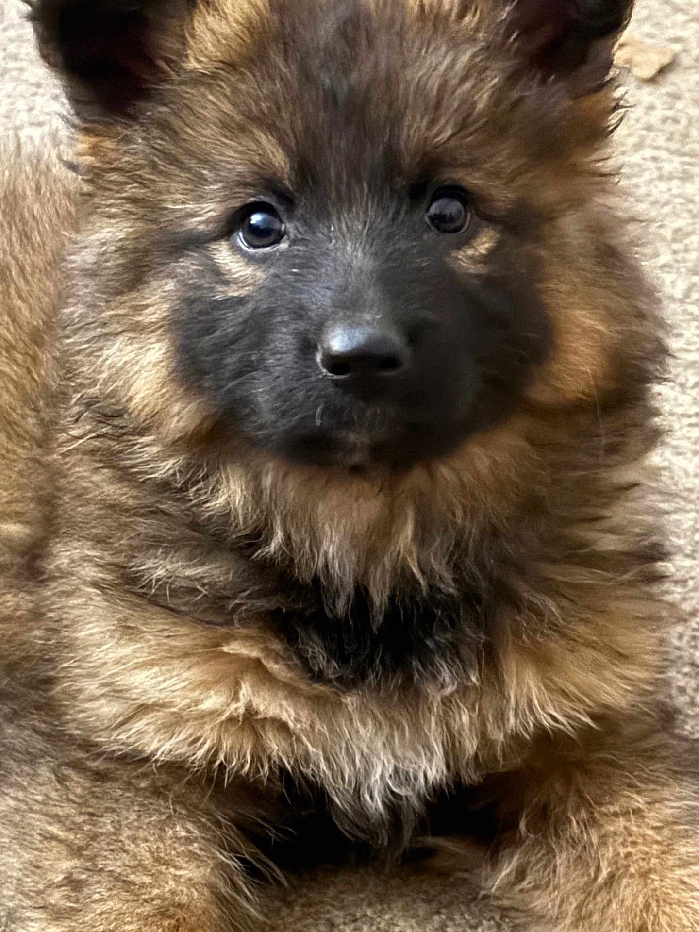 Hei joined the competition — help win amazing prizes! puppy, dog, german_shepherd, fluffy, fur, close_up, portrait, animal, pet, cute, young, brown, black, eyes, nose, ears, indoor, carpet, face, adorable