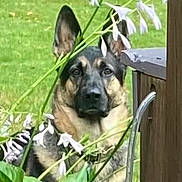 Mcgee joined the competition — help win amazing prizes! dog, german_shepherd, flower, plant, greenery, outdoor, garden, pet, animal, ears, face, fence, wood, nature, watchful, canine, grass, leaf, stem, brown
