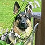 dog, german_shepherd, flower, plant, greenery, outdoor, garden, pet, animal, ears, face, fence, wood, nature, watchful, canine, grass, leaf, stem, brown