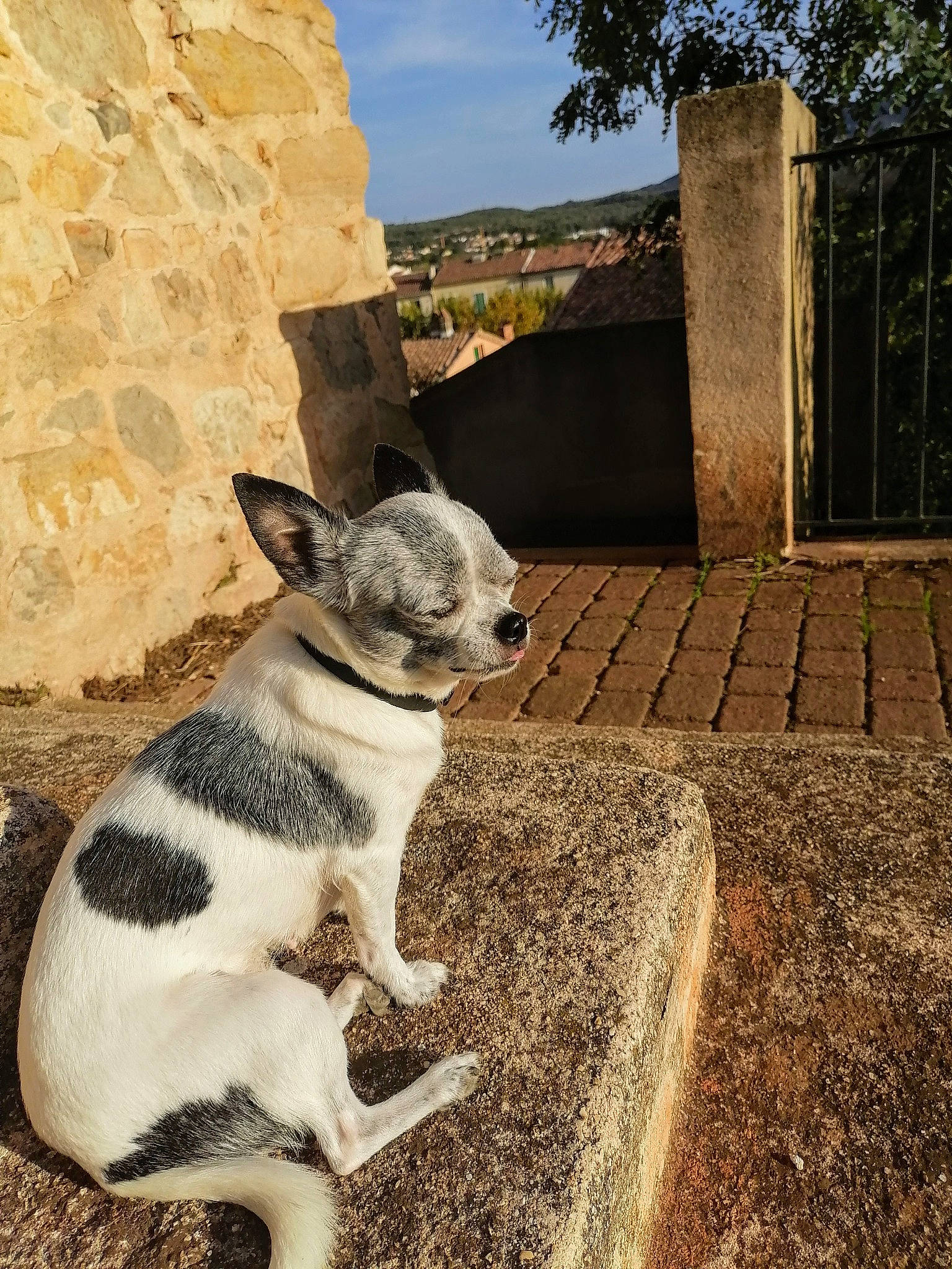 Channelle participe au concours pour gagner de l'argent avec cette photo : art, canidae, carnivore, dog, dog_breed, fawn, felidae, grass, landscape, plant, sky, small_to_medium_sized_cats, snout, sporting_group, tail, terrestrial_animal, tree, whiskers, wood, working_animal