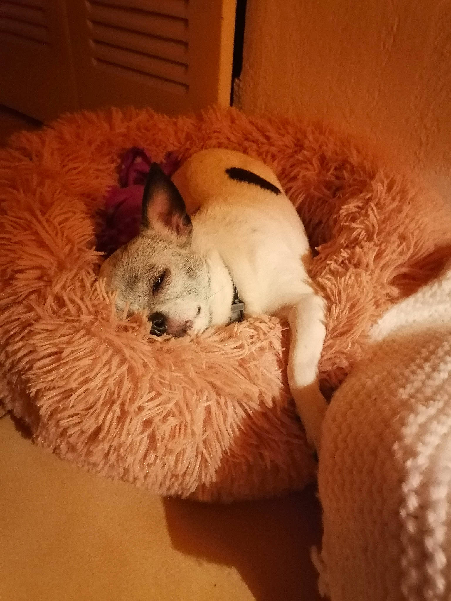 Channelle a rejoint le concours — aidez-le/la à gagner de superbes lots ! canidae, carnivore, comfort, companion_dog, dog, dog_bed, dog_breed, dog_supply, fawn, felidae, fur, paw, small_to_medium_sized_cats, snout, sporting_group, tail, terrestrial_animal, toy, toy_dog, whiskers