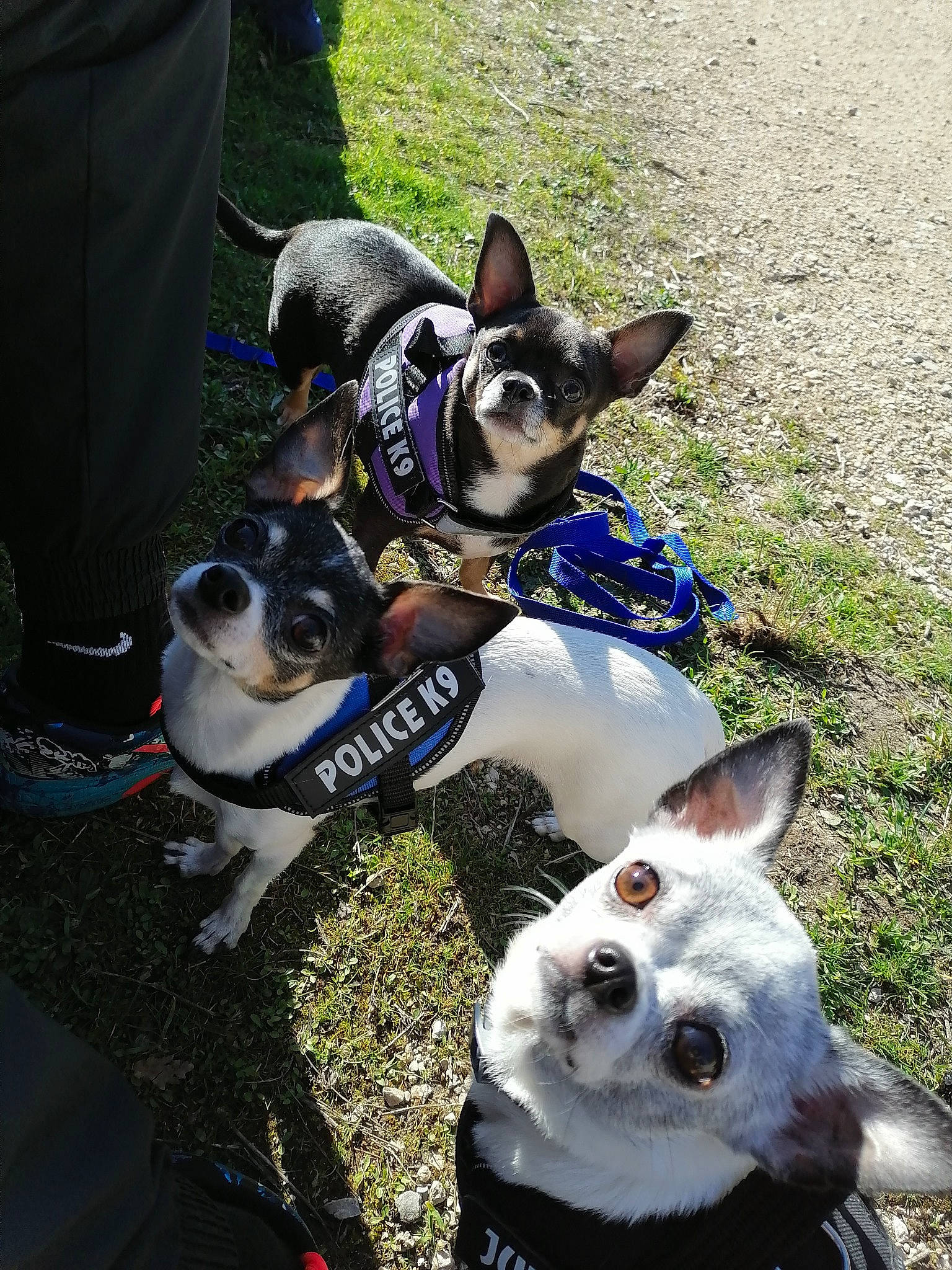 Channelle participe au concours pour gagner de l'argent avec cette photo : boston_terrier, canidae, carnivore, collar, companion_dog, dog, dog_breed, dog_collar, dog_supply, electric_blue, fashion_accessory, fawn, grass, green, snout, sporting_group, tail, toy_dog, white, working_animal