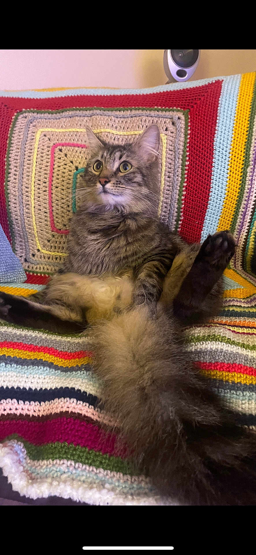 Mr Pickles