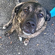 Gunner is registered to the contest to win money with this photo: dog, brindle_coat, outdoor, gravel, plastic_chair, tail, looking_up, curious_expression, pet, canine, sitting, brown_eyes, paw, animal, furry, domestic_animal, sidewalk, nature, daylight, companion