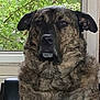 Gunner is registered to the contest to win money with this photo: dog, brindle, pet, indoor, window, greenery, fur, canine, portrait, animal, sitting, closeup, face, ears, eyes, nose, expression, furniture, background, natural_light