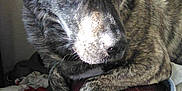 Gunner joined the competition — help win amazing prizes! dog, brindle, pet, indoor, armchair, leather, resting, blanket, cozy, furniture, canine, paw, fur, closeup, side_view, domestic, relaxed, animal, living_room, comfort