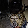 Gunner joined the competition — help win amazing prizes! dog, indoor, carpet, armchair, table, plaid, leg, brindle, flash, night, curious, pet, animal, furniture, room, pattern, brown, black, white, closeup