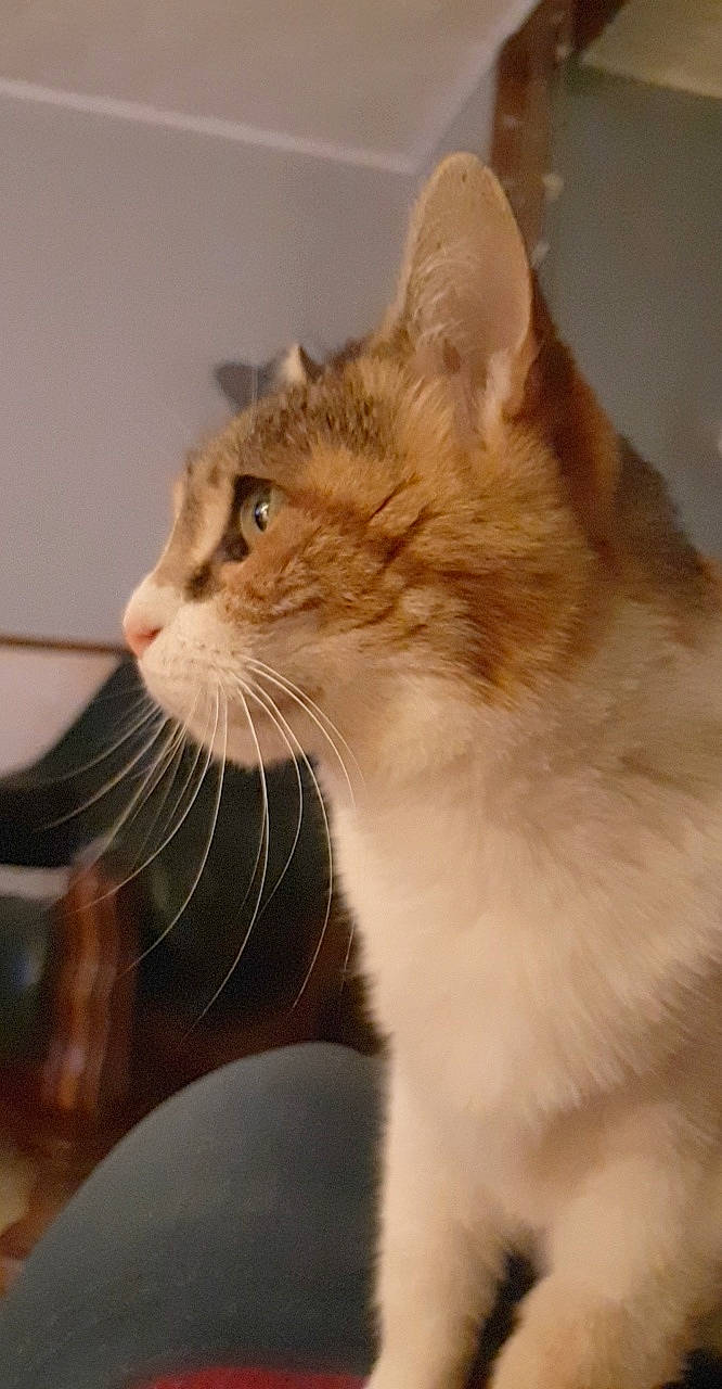 Caramelle participe au concours pour gagner de l'argent avec cette photo : aegean_cat, carnivore, cat, domestic_long_haired_cat, domestic_short_haired_cat, european_shorthair, fawn, felidae, kitten, maine_coon, mammal, norwegian_forest_cat, ojos_azules, polydactyl_cat, ragamuffin, small_to_medium_sized_cats, snout, tabby_cat, turkish_van, whiskers