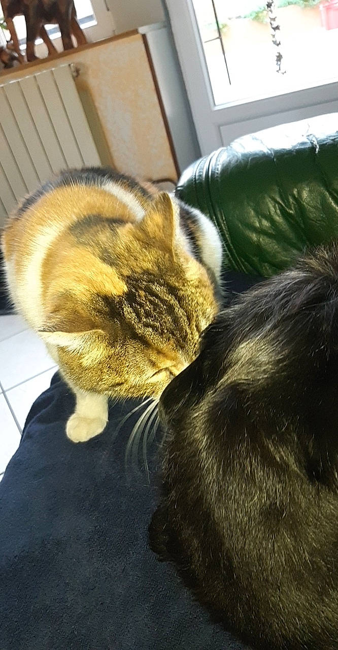 Caramelle a rejoint le concours — aidez-le/la à gagner de superbes lots ! carnivore, cat, domestic_short_haired_cat, ear, european_shorthair, felidae, fur, paw, small_to_medium_sized_cats, snout, tabby_cat, tail, whiskers