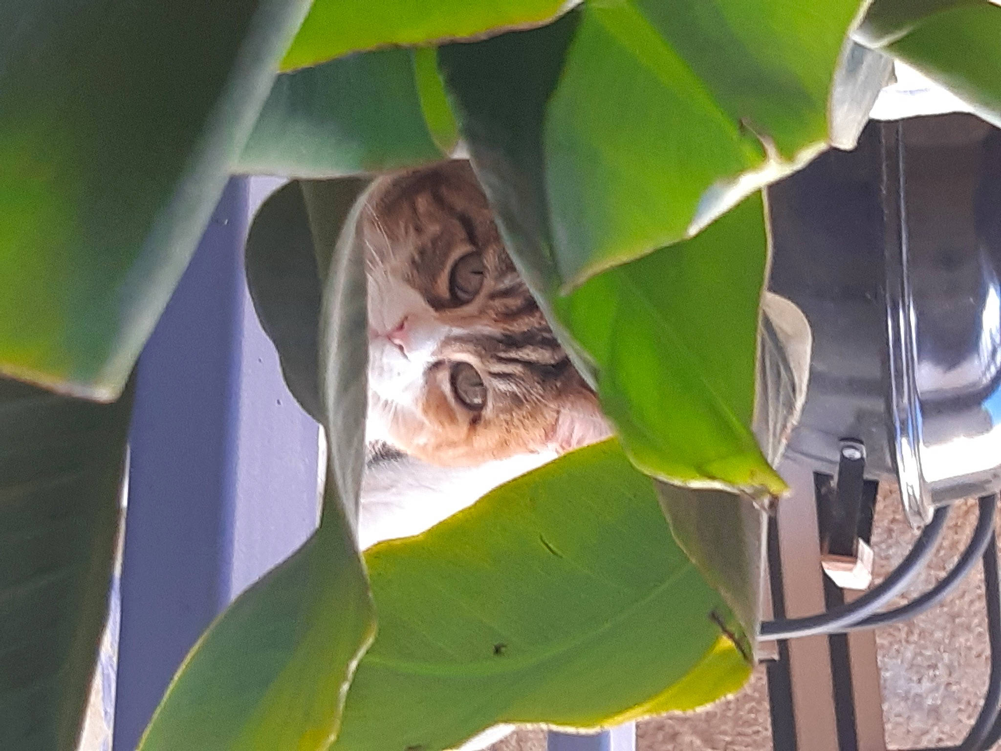 Caramelle a rejoint le concours — aidez-le/la à gagner de superbes lots ! banana, banana_family, banana_leaf, flower, leaf, organism, plant, plant_pathology, plant_stem