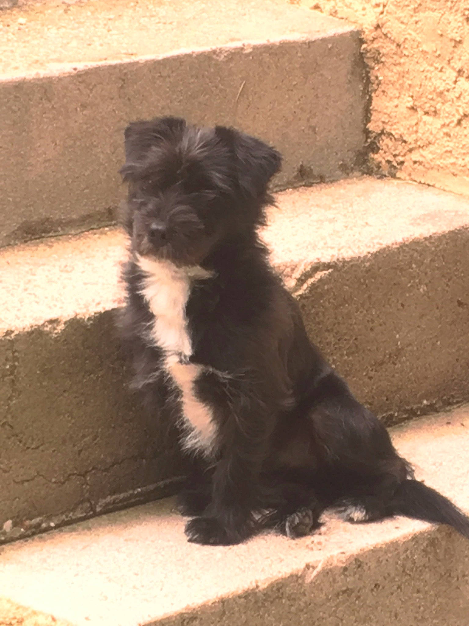 Maïki a rejoint le concours — aidez-le/la à gagner de superbes lots ! affenpinscher, canidae, cao_da_serra_de_aires, carnivore, companion_dog, dog, dog_breed, mammal, miniature_schnauzer, puppy, schnauzer, schnoodle, terrier, vertebrate
