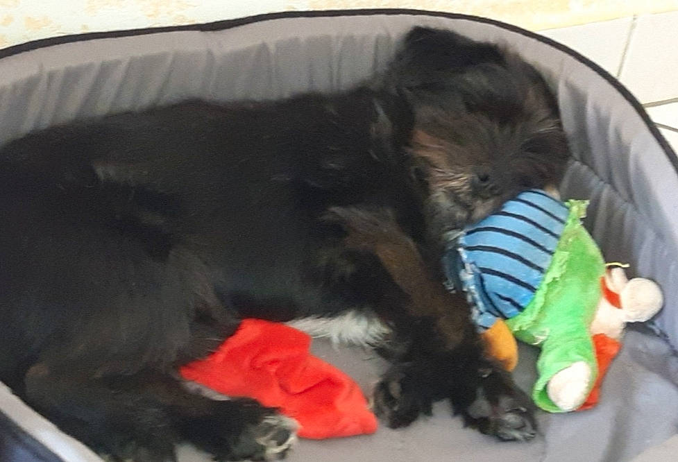 Maïki a rejoint le concours — aidez-le/la à gagner de superbes lots ! canidae, carnivore, companion_dog, dog, dog_breed, miniature_schnauzer, newfoundland, puppy, schnauzer, sporting_group