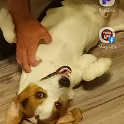 Hank joined the competition — help win amazing prizes! canidae, carnivore, companion_dog, dog, dog_breed, fawn, flooring, font, foot, fur, hardwood, internet_meme, paw, pet_supply, photo_caption, puppy, sporting_group, tail, wood, working_animal