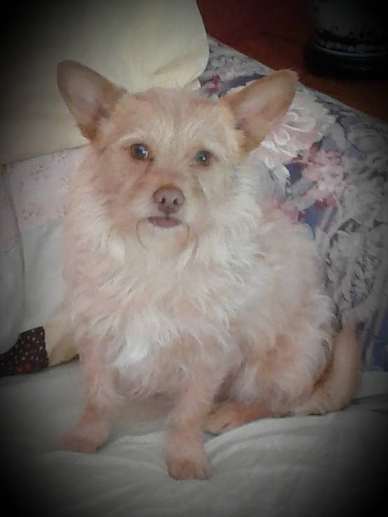 Toby Gizmo Smith joined the competition — help win amazing prizes! cairn_terrier, canidae, carnivore, companion_dog, dog, dog_breed, ear, fawn, mammal, morkie, norwich_terrier, person, pomeranian, portuguese_podengo, puppy, rare_breed_dog, terrier, vertebrate, west_highland_white_terrier