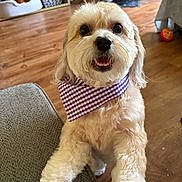 Gia joined the competition — help win amazing prizes! animal, bandana, basket, closeup, couch, cute, dog, domestic, face, floor, fur, happy, indoor, living_room, paw, pet, purple, smiling, toy, wooden_floor