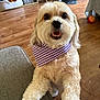animal, bandana, basket, closeup, couch, cute, dog, domestic, face, floor, fur, happy, indoor, living_room, paw, pet, purple, smiling, toy, wooden_floor