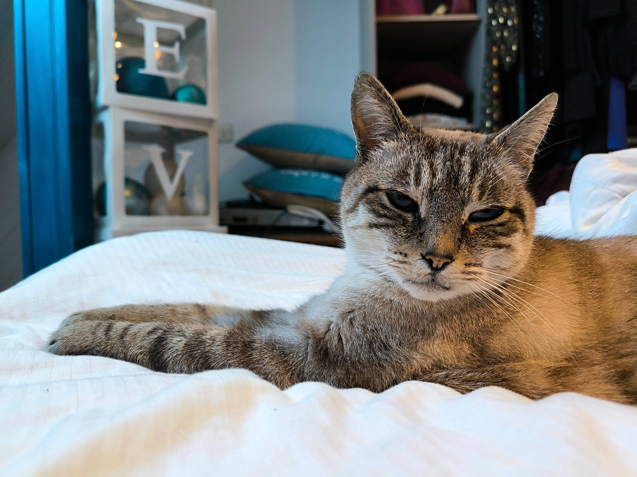 Bueno a rejoint le concours — aidez-le/la à gagner de superbes lots ! bed, bed_sheet, bedding, carnivore, cat, comfort, domestic_short_haired_cat, door, fang, felidae, fur, grey, linens, small_to_medium_sized_cats, snout, tail, terrestrial_animal, whiskers, wildlife, window