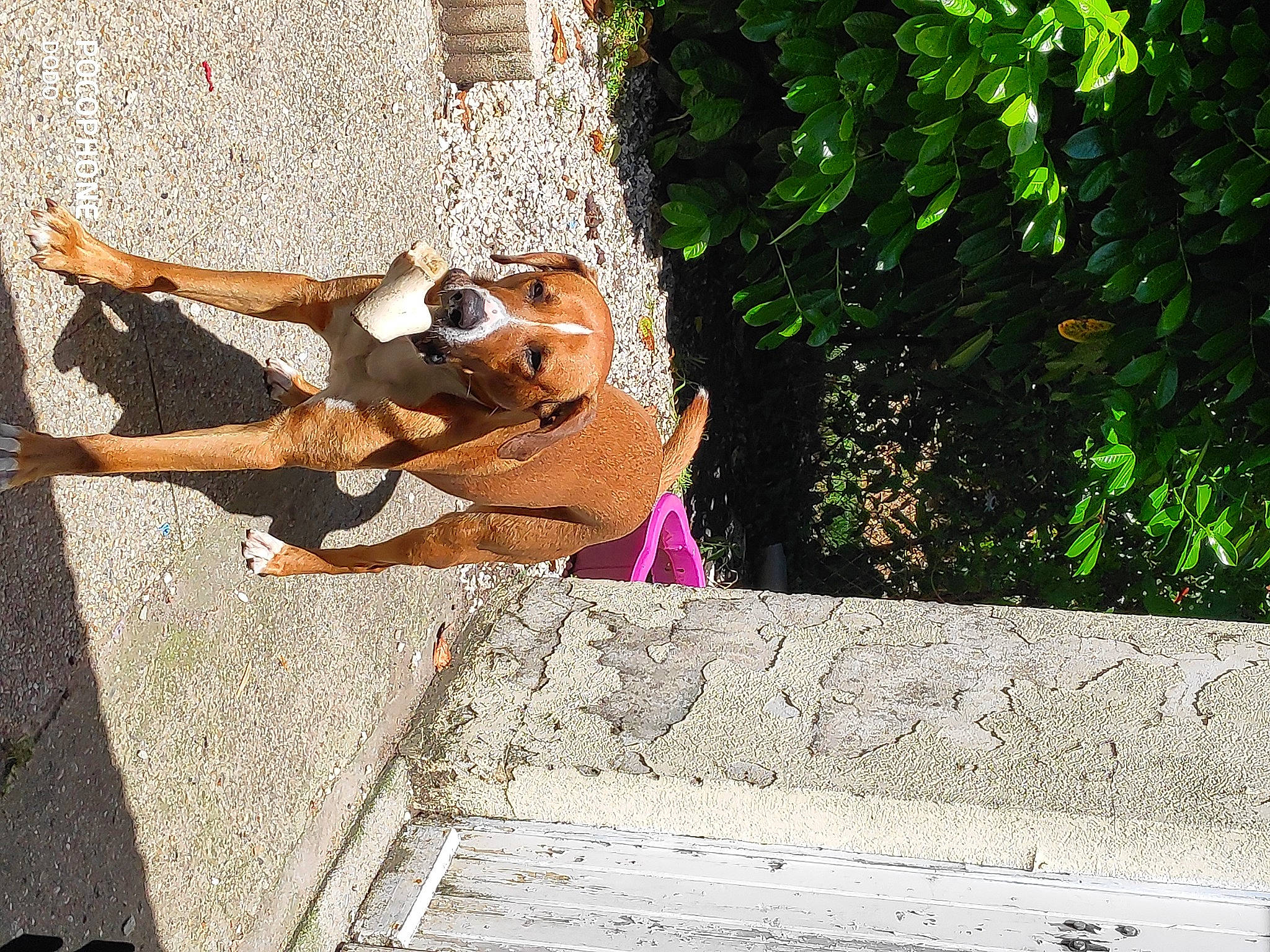 Natsu a rejoint le concours — aidez-le/la à gagner de superbes lots ! art, canidae, carnivore, companion_dog, dog, dog_breed, eyewear, fawn, felidae, grass, human_leg, plant, sidewalk, snout, sporting_group, sunglasses, tail, tree, wall, wood