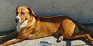 Natsu participe au concours pour gagner de l'argent avec cette photo : canidae, carnivore, dog, dog_breed, fawn, mammal, street_dog, vertebrate