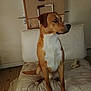 Natsu a rejoint le concours — aidez-le/la à gagner de superbes lots ! canidae, carnivore, companion_dog, dog, dog_breed, fawn, feist, mammal, plummer_terrier, potcake_dog, rare_breed_dog, snout, vertebrate