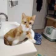 Cheezball is registered to the contest to win money with this photo: bathroom, cabinet, cat, cozy, curious, domestic_animal, door, feline, floor, home, indoor, litter_box, orange_cat, paw, pet, resting, sink, tile_floor, towel, white_cat