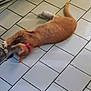 cat, orange_cat, tiled_floor, collar, pet, animal, indoor, stretching, playing, floor, feline, domestic_cat, paws, tail, blur, motion, cute, fur, whiskers, pet_collar