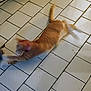 cat, orange_cat, tile_floor, stretching, motion_blur, indoor, pet, animal, whiskers, tail, collar, playful, fur, domestic_cat, four_legs, floor_tiles, home, feline, blur, moving