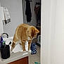 bathroom, black_container, cabinet, cat, curious, domestic_animal, door, door_handle, faucet, floor_mat, household, indoor, orange_cat, pet, sink, standing, tile_floor, toothbrush, towel, white_walls