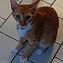 Cheezball joined the competition — help win amazing prizes! cat, orange_tabby, pet, animal, indoor, floor, tile, collar, bell, white_paws, whiskers, ears, cute, feline, curious, looking, sitting, domestic, young_cat, alert