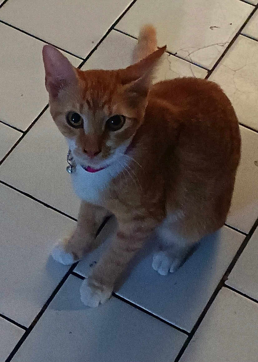 Cheezball