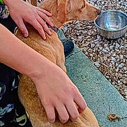 Benito joined the competition — help win amazing prizes! dog, petting, hand, person, wristband, concrete, gravel, water_bowl, outdoor, brown_dog, animal, fur, collar, pavement, casual_clothing, relaxation, companionship, daylight, human_animal_interaction, resting