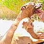 Brownie is registered to the contest to win money with this photo: dog, playful, outdoor, backyard, sunlight, fence, person, hand, panting, brown_dog, tan_dog, pet, animal, happy, grass, nature, daylight, companionship, interaction, blur