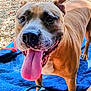 dog, tongue_out, happy, brown_fur, outdoor, quilted_blanket, gravel, pet, animal, canine, playful, close_up, excited, ears, snout, four_legs, bright, daylight, blue_blanket, nature