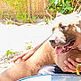 Brownie joined the competition — help win amazing prizes! dog, pet, person, hand, outdoor, sunlight, overexposed, fence, grass, happy, tongue, brown_dog, animal, blur, nature, playing, companion, friendship, summer, closeup