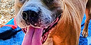 Brownie joined the competition — help win amazing prizes! dog, tongue_out, playful, happy, pet, animal, outdoor, blanket, quilted, brown_dog, close_up, canine, grass, toy, sunlight, paw, fur, pet_toy, excited, companion