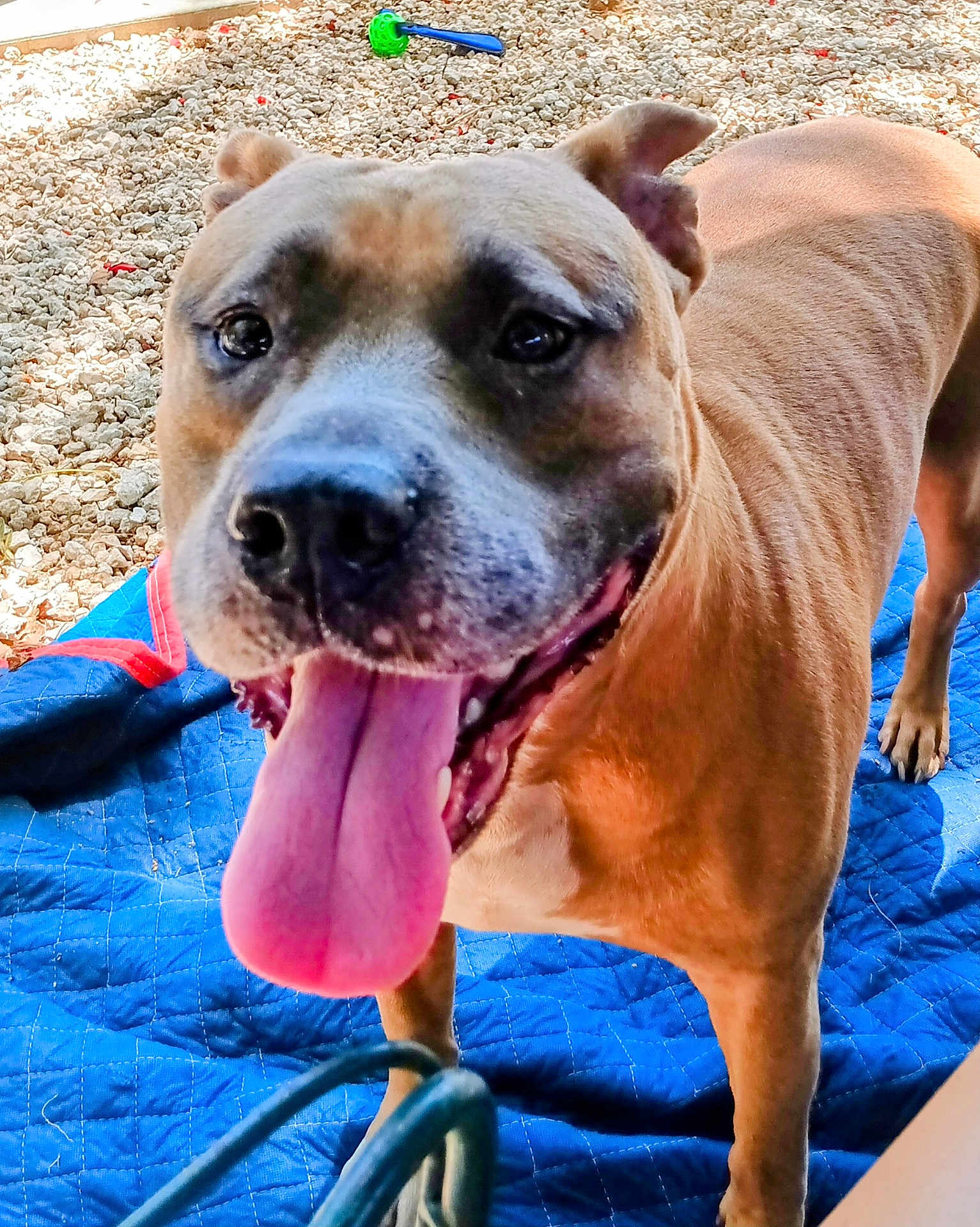 Brownie joined the competition — help win amazing prizes! dog, tongue_out, playful, happy, pet, animal, outdoor, blanket, quilted, brown_dog, close_up, canine, grass, toy, sunlight, paw, fur, pet_toy, excited, companion